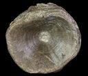 Xiphactinus (Cretaceous Fish) Vertebra - Kansas #64320-1